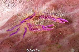 Hairy Squat Lobster (Lauriea siagiani) by Enje Im 